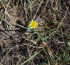 Taraxacum glaucanthum
