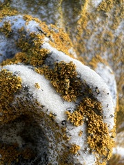 Xanthomendoza weberi