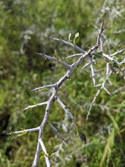 Sarcomphalus obtusifolius