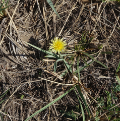 Taraxacum glaucanthum
