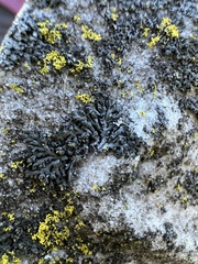 Hyperphyscia adglutinata