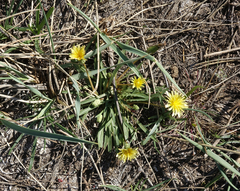 Taraxacum glaucanthum
