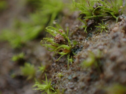 Image of Weissia muehlenbergiana by no rights reserved