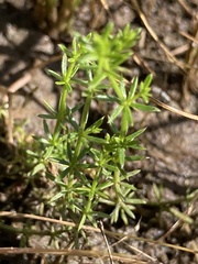 Asperula