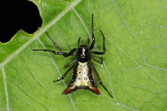 Micrathena plana