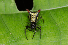 Micrathena plana