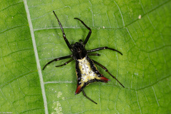 Micrathena plana
