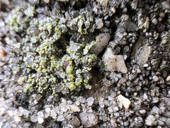 Candelariella aurella