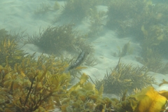 Eupetrichthys angustipes