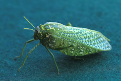 Physemacris variolosa