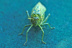 Physemacris variolosa