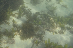 Eupetrichthys angustipes