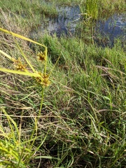 Cyperus entrerianus