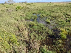 Cyperus entrerianus