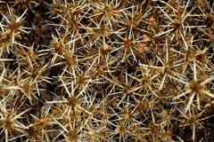 Centaurea solstitialis