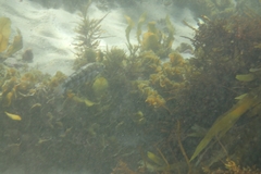 Eupetrichthys angustipes