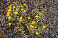 Centaurea solstitialis