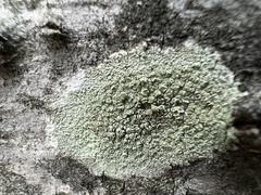 Lecanora strobilina