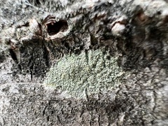 Lecanora strobilina