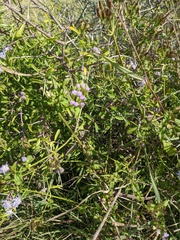 Eupatorieae