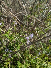 Eupatorieae