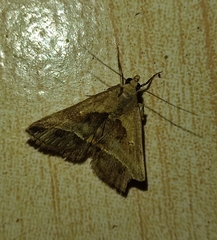 Acantholipes