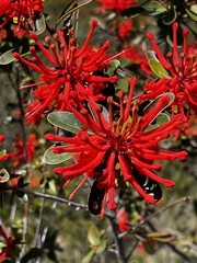 Embothrium coccineum