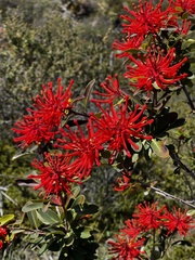 Embothrium coccineum
