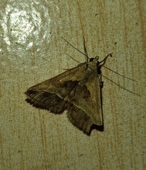 Acantholipes
