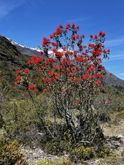 Embothrium coccineum