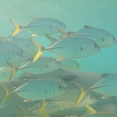 Caranx sexfasciatus