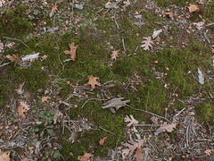 Dicranum condensatum