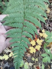 Dryopteris intermedia