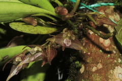 Masdevallia campyloglossa