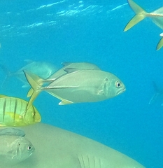 Caranx sexfasciatus