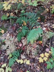 Dryopteris intermedia