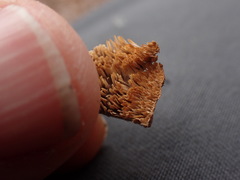 Caliciaceae