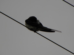 Hirundo rustica