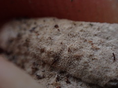 Caliciaceae
