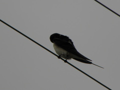 Hirundo rustica