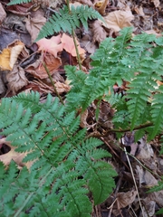 Dryopteris intermedia