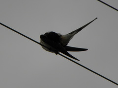 Hirundo rustica