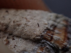 Caliciaceae