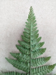 Dryopteris intermedia