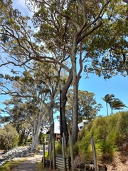 Eucalyptus siderophloia