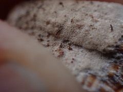 Caliciaceae