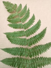 Dryopteris intermedia