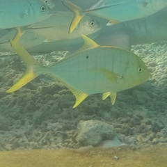 Gnathanodon speciosus
