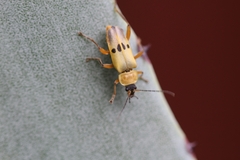 Chauliognathus ignaciosus