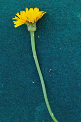 Hypochaeris radicata